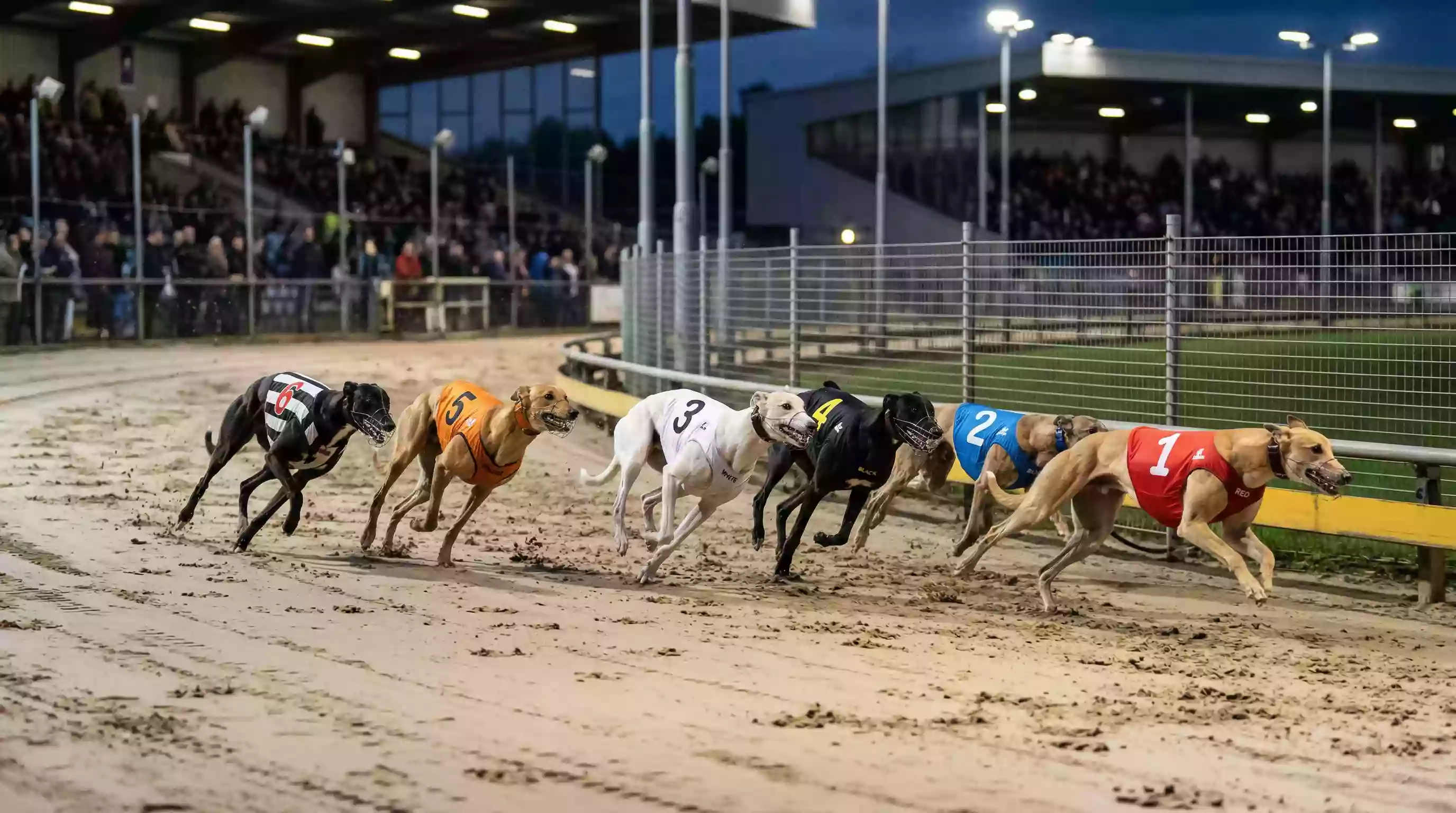 Kinsley greyhound stadium 462 metre standard distance racing