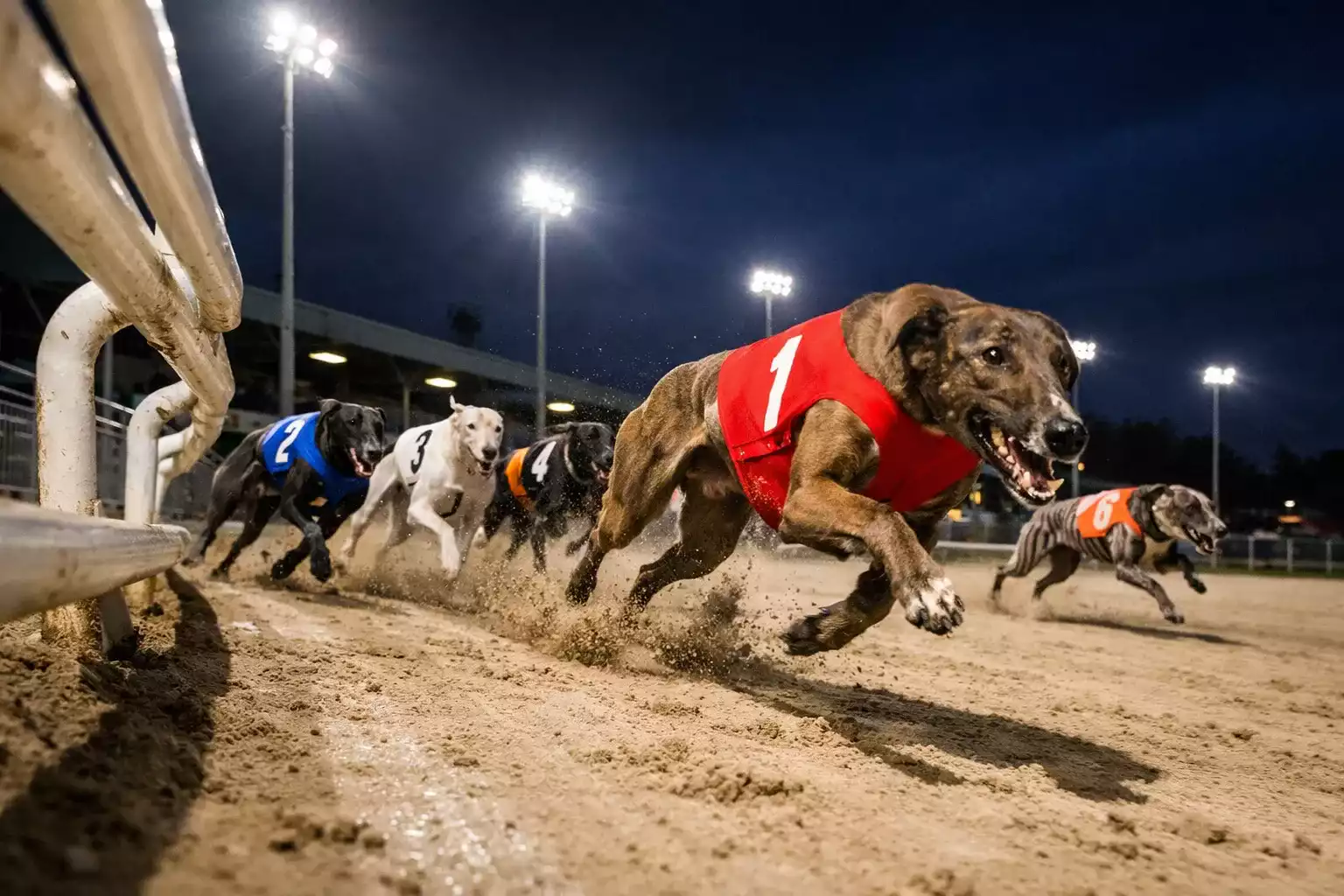 Greyhounds racing under floodlights at Kinsley Stadium on a West Yorkshire race night