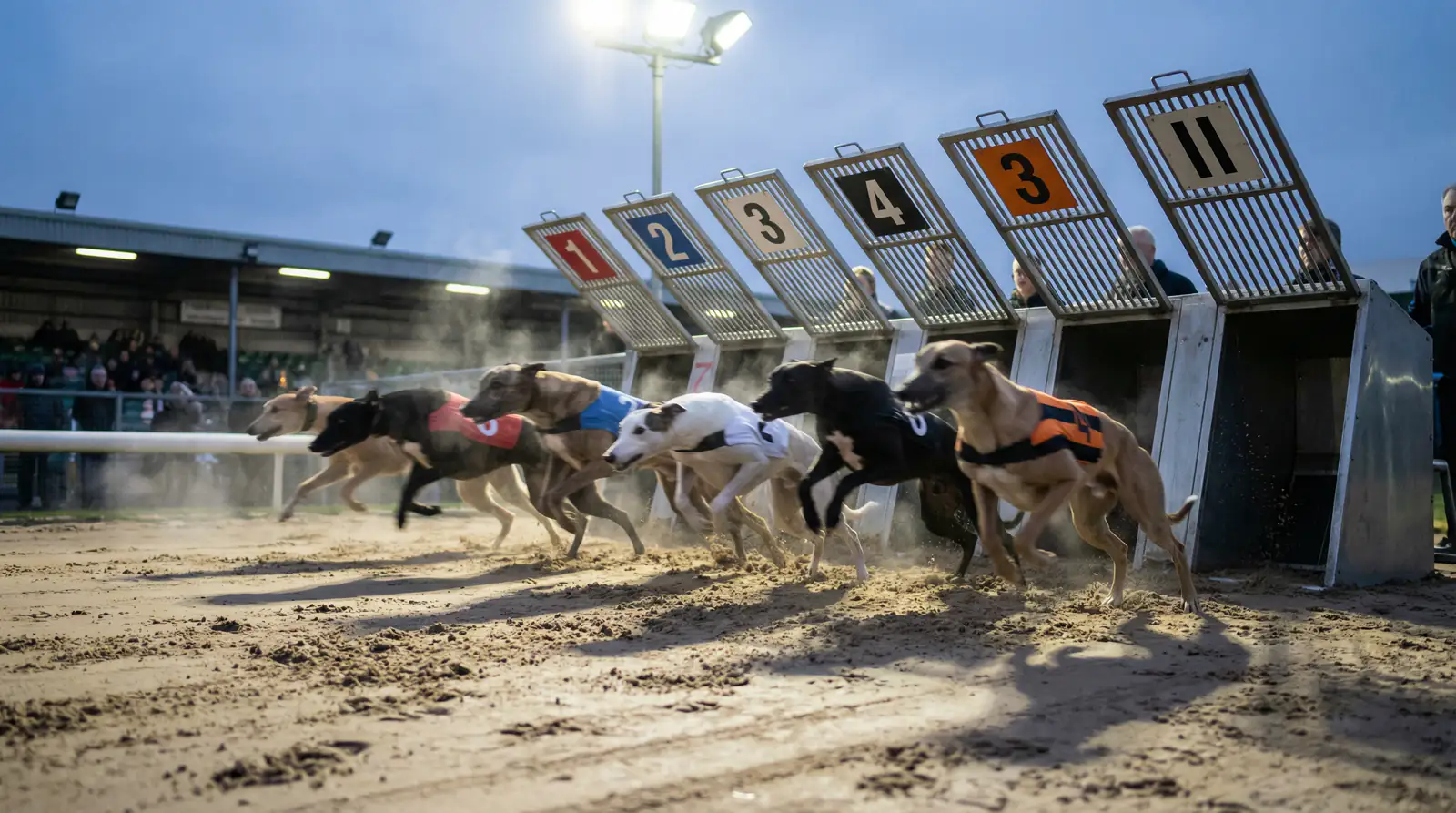 Sectional times in greyhound racing explained for bettors